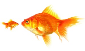 Think Big but Start Small…