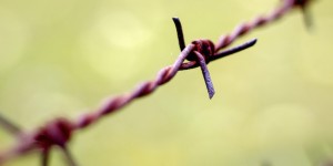barbwire
