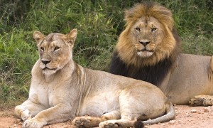 lions