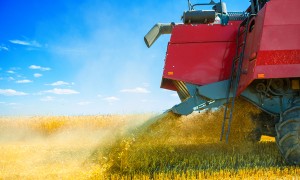 wheat-harvest