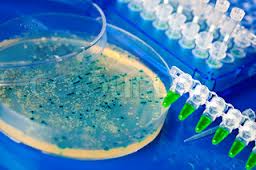 petridish