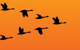 geese