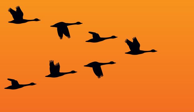 geese