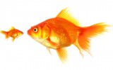 Think Big but Start Small…