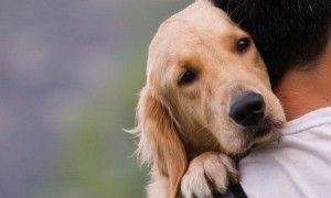 loyaldog