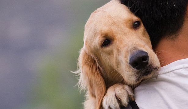 loyaldog