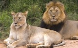 lions
