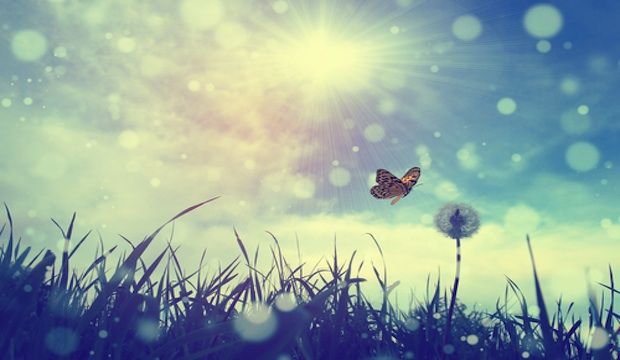 butterfly
