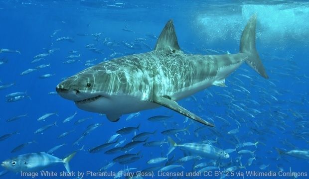 shark