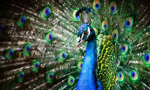 peacock