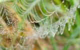 spiderweb2