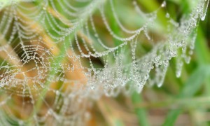spiderweb2