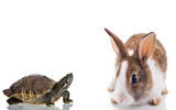Cute Bunny and Turtle isolated on white background. Concept: Competition