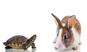 Cute Bunny and Turtle isolated on white background. Concept: Competition