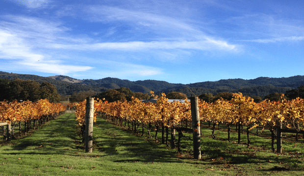 rsz_wine-1