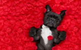 french bulldog dog lying in bed full of red rose flower petals as background in love on valentines day and sleeping