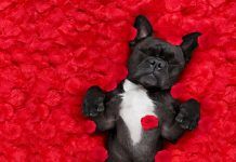 Building the Ultimate Valentine’s API