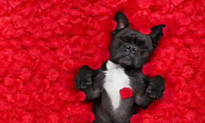 french bulldog dog lying in bed full of red rose flower petals as background in love on valentines day and sleeping