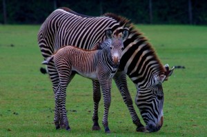 Predictive Analytics Saves Zebras
