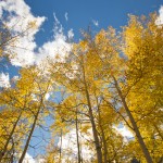 Colorful Aspen Pines Against Deep Blue Sky