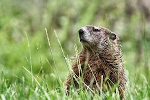 Bigstock-Groundhog-Grazing-5092543-Snapseed