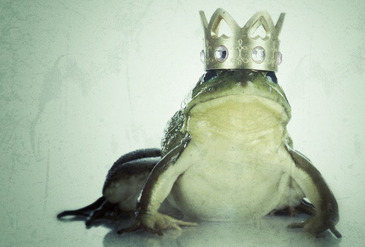 Prince-Bull-Frog-50076503-Pro